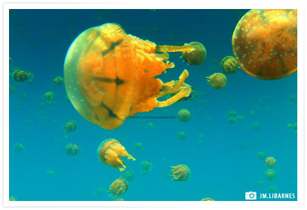 stingless jellyfish bucas grande sohoton